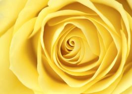 Фреска Желтая роза