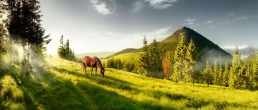 Фотообои Лошадь на горном лугу