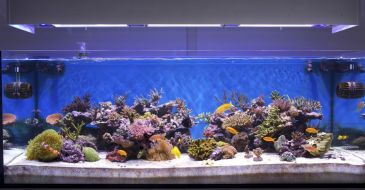 Фотообои Панорама аквариума 3D