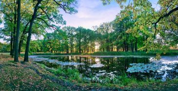 Фотообои Озеро в зеленом лесу