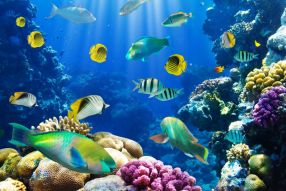 Фотообои Подводный мир, рыбы