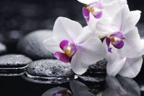 Фотообои Орхидеи у черных камней у воды