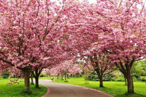 Фотообои дорожка среди цветущей сакуры