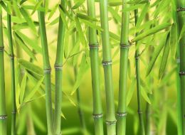 Фотообои бамбуковые стебли