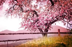 Фотообои цветущая сакура