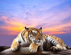 Фотообои Тигр преисполнился в своем познании