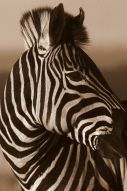 Фреска зебра