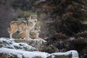 Фотообои волки