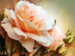 Фотообои Нежная роза 3D