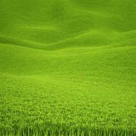Фотообои Зеленая трава
