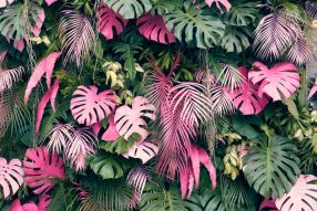Фотообои тропические цветы