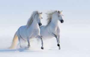 Фреска Пара белых лошадей