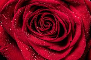 Фотообои Большая красная роза