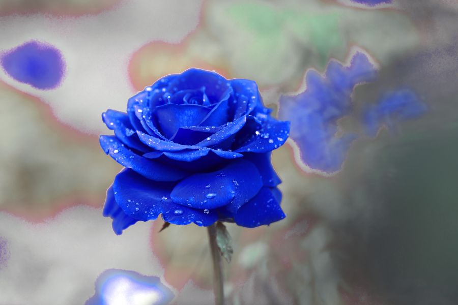 Фотообои Большая синяя роза с росой на лепестках