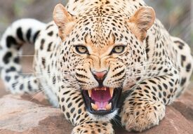 Фотообои Рычащий леопард