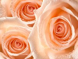 Фотообои нежные розы